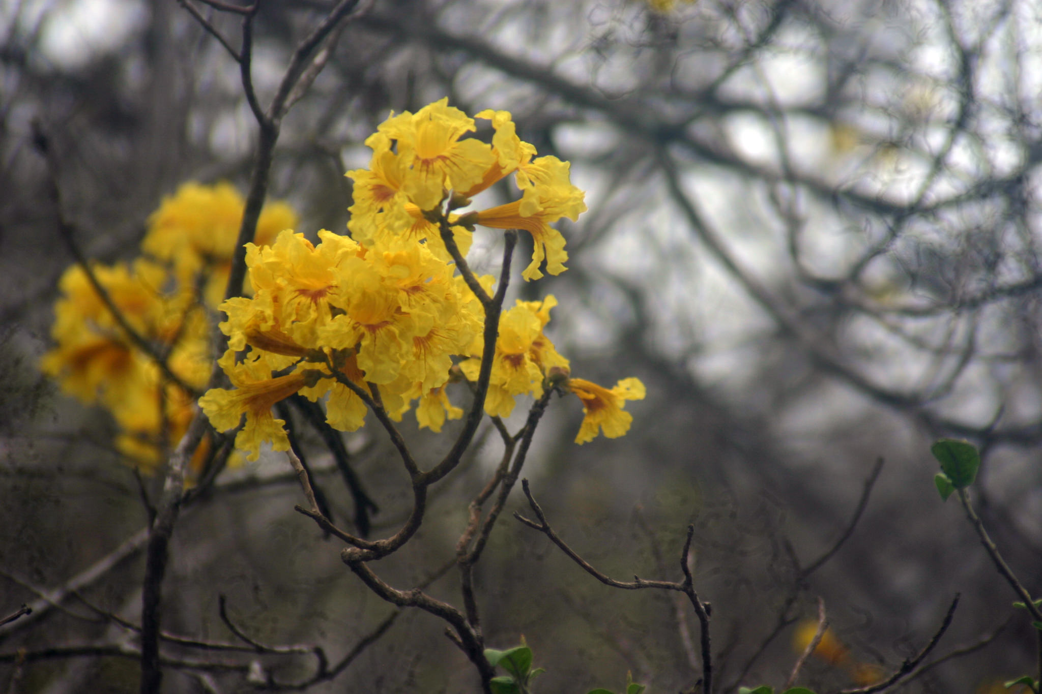 Handroanthus chrysanthus